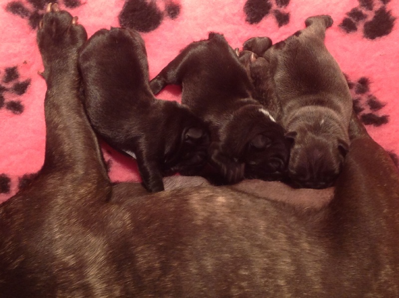 Chiot Bouledogue français De La Sylvaline
